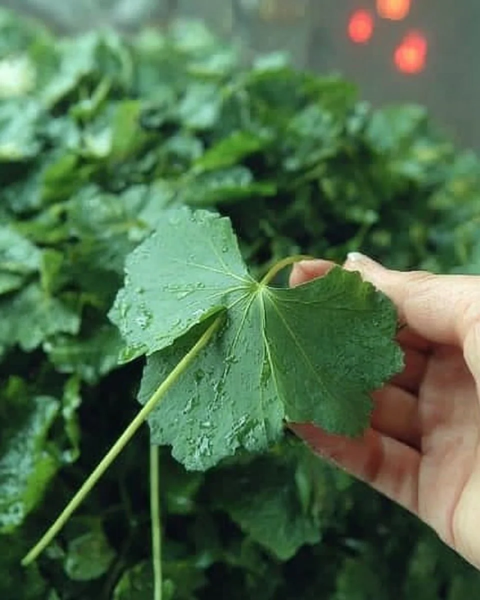 Health benefits of common mallow leaves displayed on a wooden table.